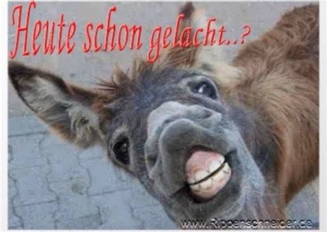 lustiges bild zum lachen